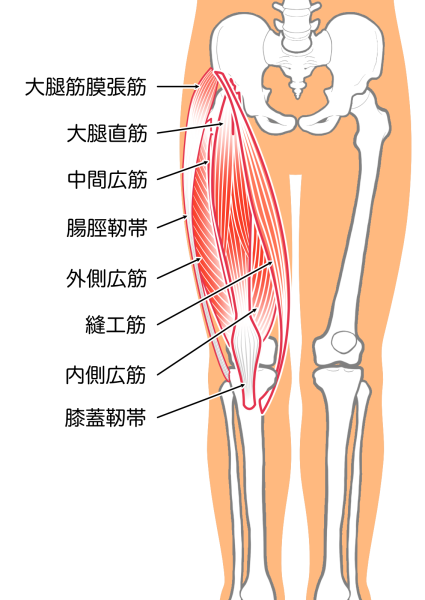 太もも〜ひざ