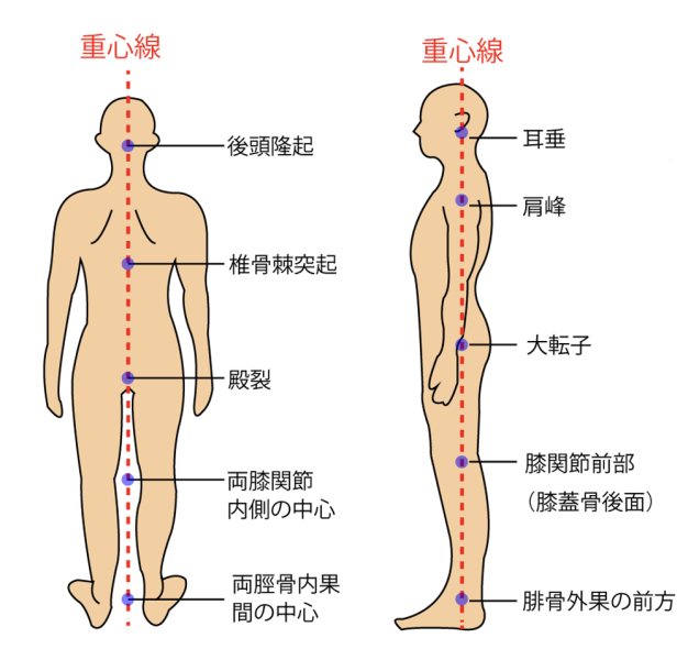 身体の重心線