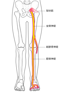 坐骨神経のイラスト