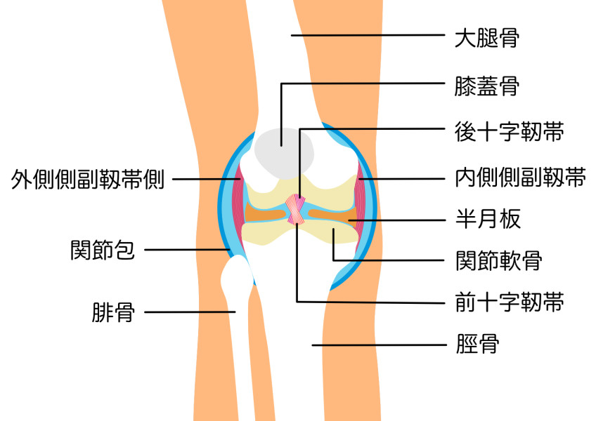 膝関節の構造